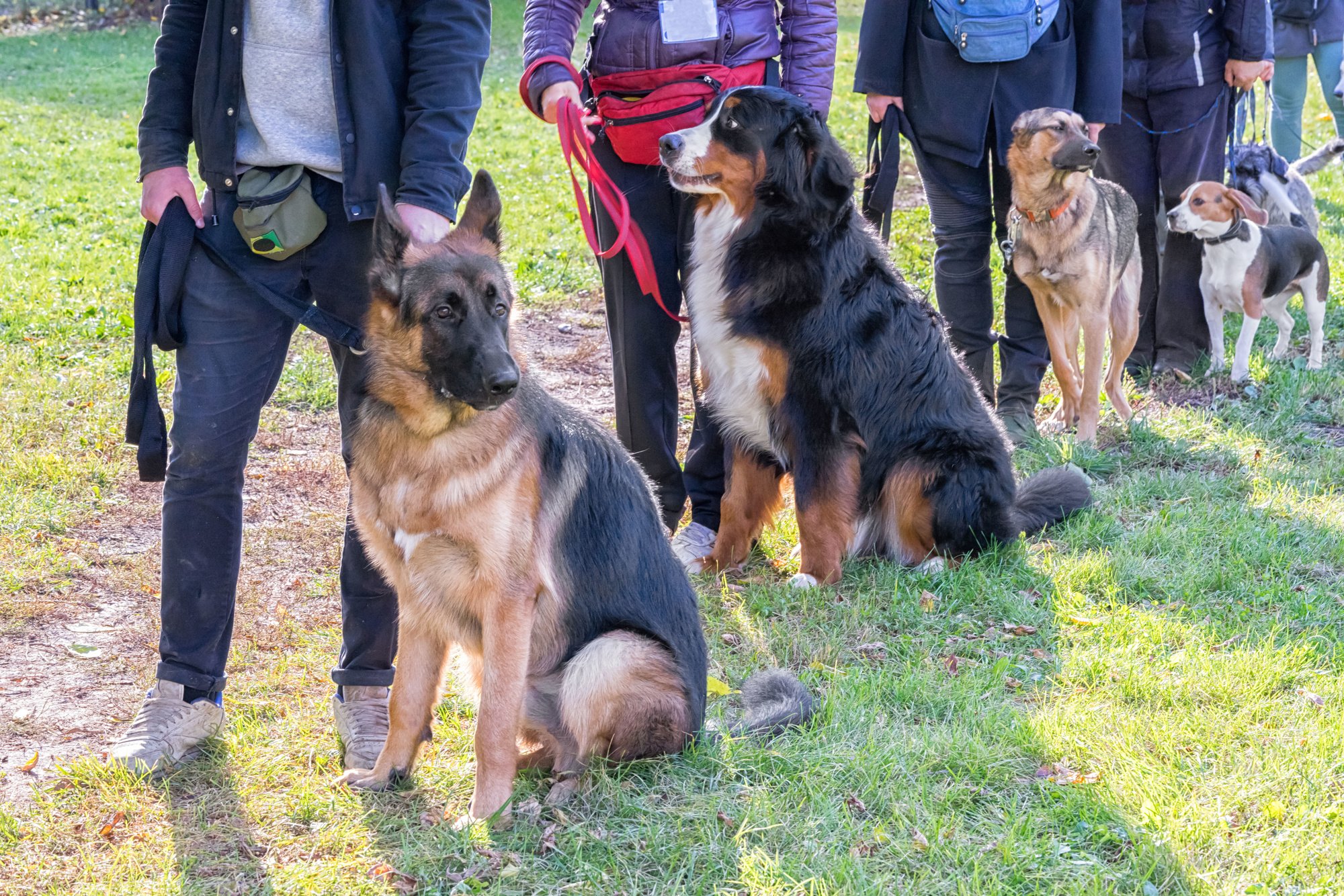 Difference Between Service, Emotional Support Animals and Pets: A Landlord's Guide